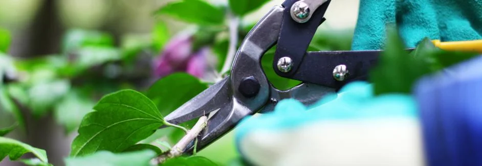 Gartenschere schneidet Ast